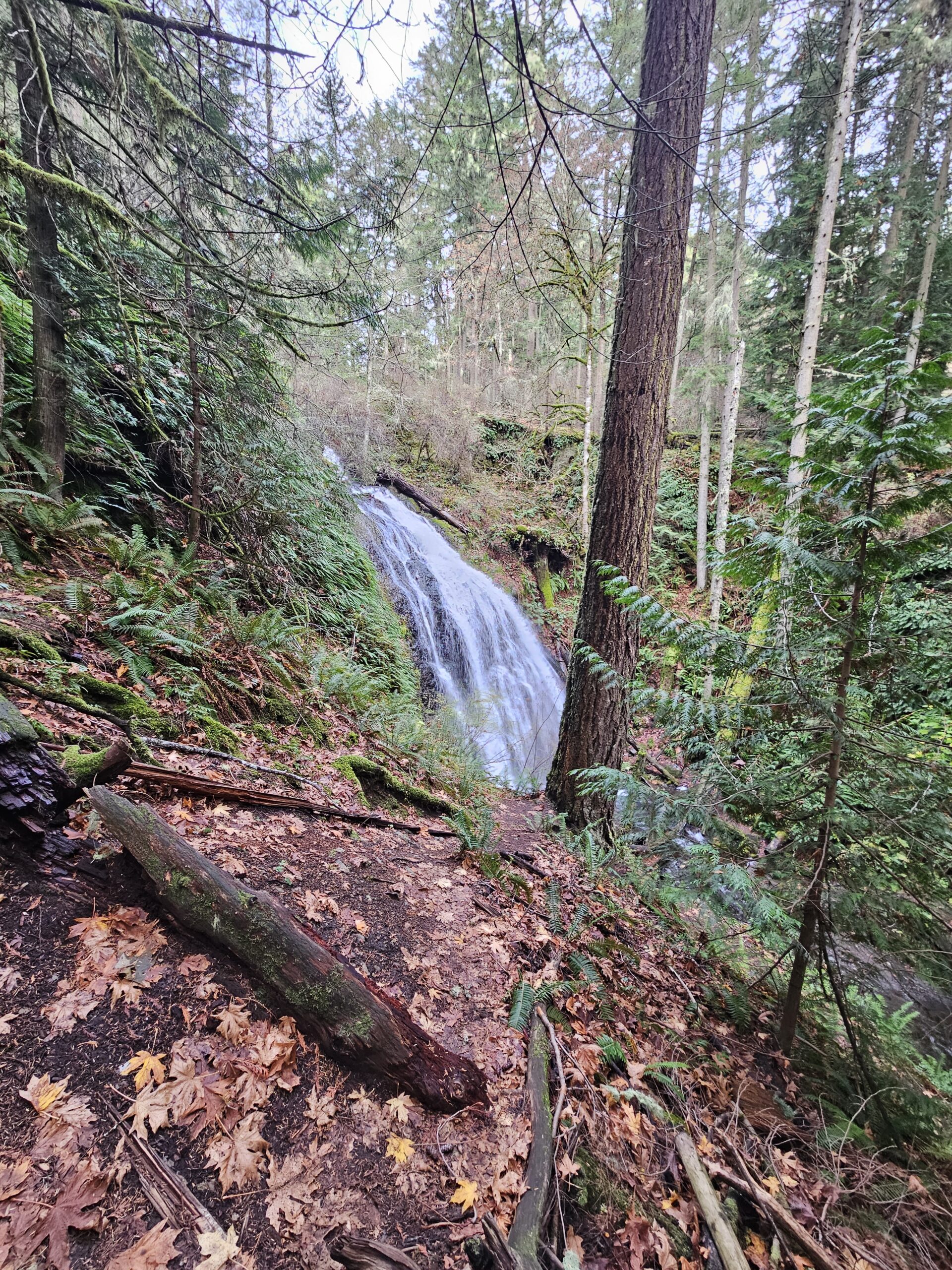 Water Fall - Orcas Forest Bathing